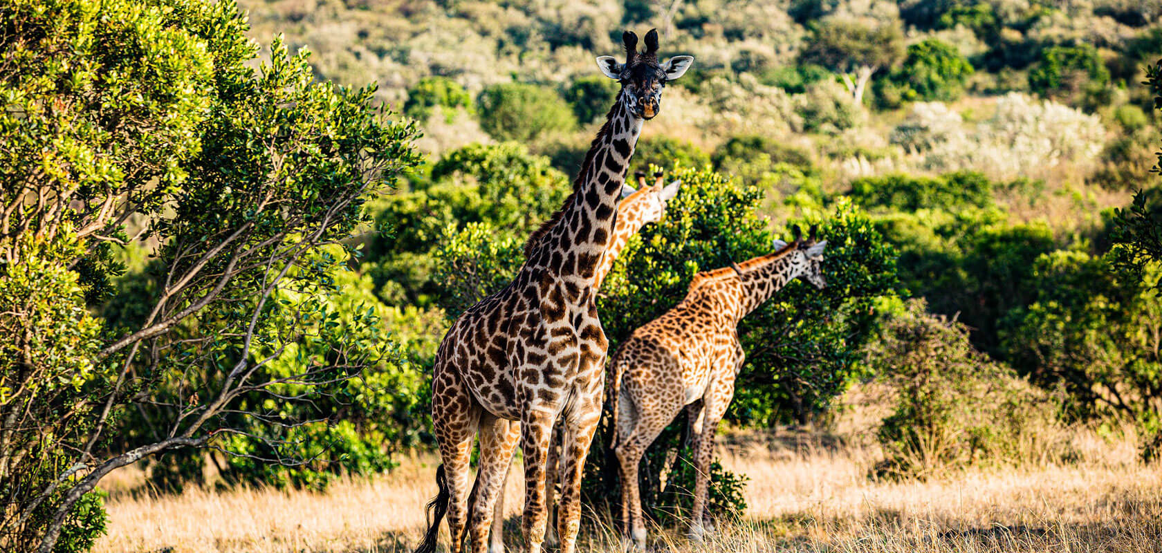 quenia_brand_hp01_girafas